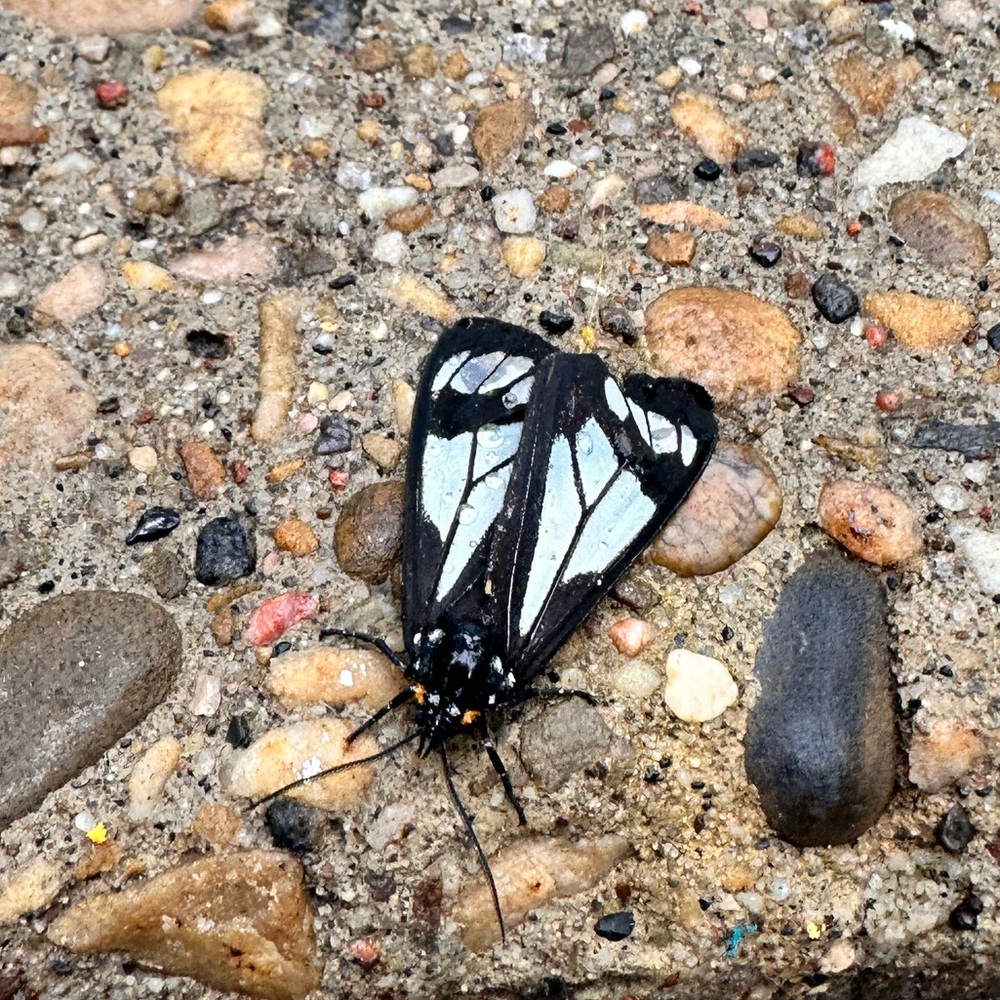 Meet your Posher, Vincent